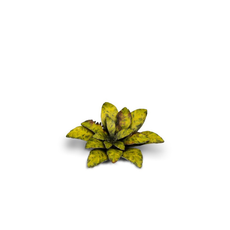 Gamers Grass: Laser Plants - Dumb Cane - Difenbachia