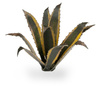 Gamers Grass: Laser Plants - Agave - Agawa