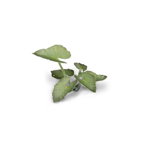 Gamers Grass: Laser Plants - Elephant Ear - Kolokazja