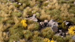 Gamers Grass: Set - Highland Tuft (Wild)